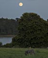 La Pleine Lune et l'ne