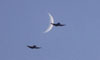 Moon-plane conjunction