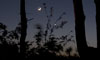 The Moon and Venus between the branches