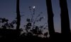 The Moon and Venus between the branches