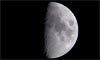 Lune âgée de 8 jours
