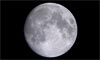 Lune âgée de 13 jours