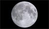 Lune âgée de 14 jours