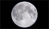 Lune âgée de 15 jours
