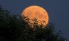 Full Moon behind a chestnut tree