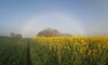 Arc de brume sur un champ de colza
