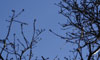 Bellow the Moon, on the left