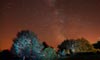 Quelques arbres sous les étoiles en 3D