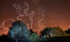 Quelques arbres sous les étoiles en 3D