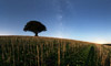 La Voie lacte  droite d'un arbre