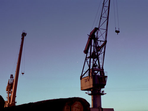 Des grues et des plantes