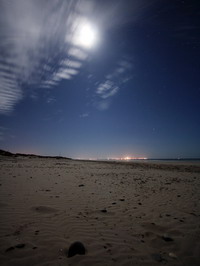 The beach under the moonlight