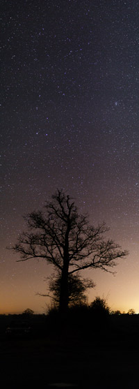 Beau chne sous les toiles