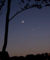 The Moon and Venus under the trees