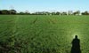 Dewbow in a field