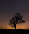 Bel arbre sous les étoiles