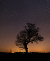 Bel arbre sous les toiles