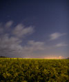 Un champ de colza sous les toiles