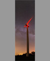 Dragon, Lyre, Cygne, l'Aigle et une éolienne