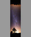 The tree and the Milky Way