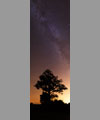 The tree and the Milky Way