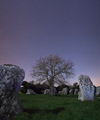 Un arbre parmi les menhirs de Kerzerho