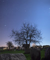 Orion sur un arbre parmi les menhirs de Kerzerho