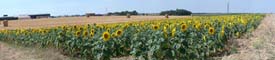 Panorama d'un champ de tournesols