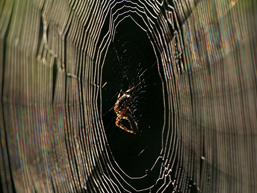 Diffraction in a spider web