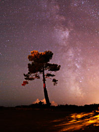 The Milky Way and the pine