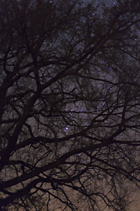 Orion in the branches of an oak